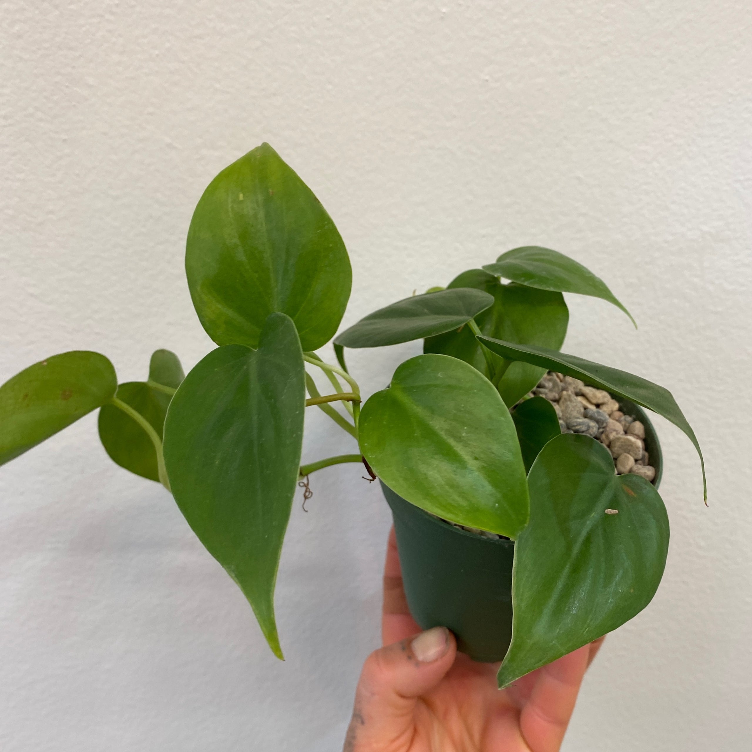 Philodendron Heart Leaf